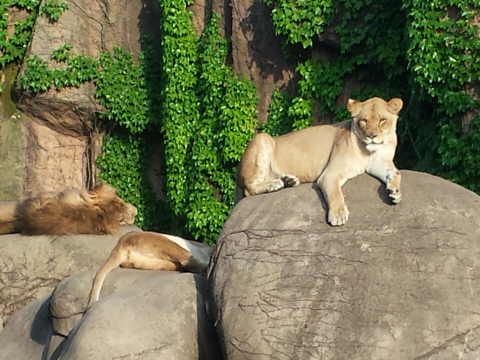 Lincoln Park Zoo image