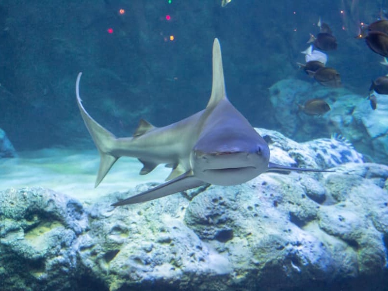 Shark at St. Louis Aquarium